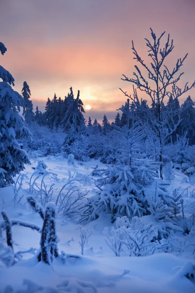 Winterwald in den Bergen — Stockfoto