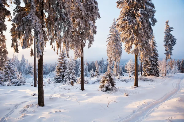 ป่าฤดูหนาวในภูเขา — ภาพถ่ายสต็อก