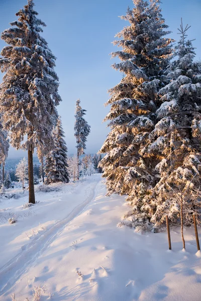 산악 지대의 겨울 숲 — 스톡 사진