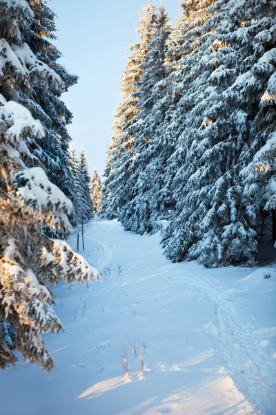 山の冬の森 — ストック写真