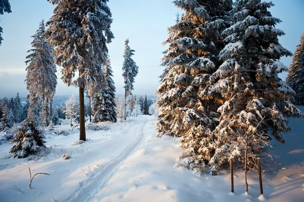 Зимовий ліс в горах — стокове фото