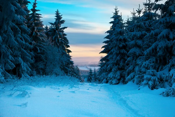 Floresta de inverno nas montanhas — Fotografia de Stock
