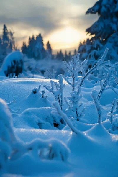 山区冬季森林 — 图库照片