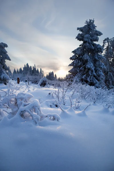 Bosque de invierno en montañas —  Fotos de Stock