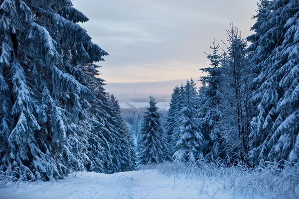 Zimní les v horách — Stock fotografie