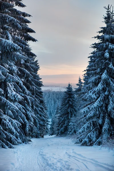 Winterwald in den Bergen — Stockfoto