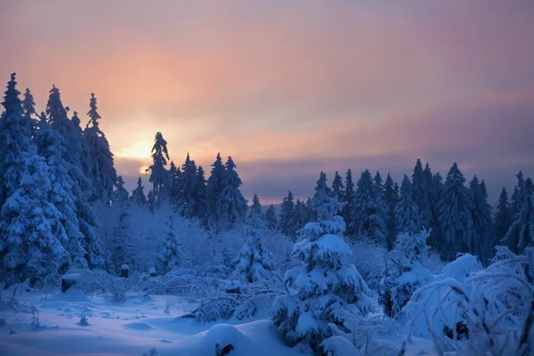 Zimowy las w górach — Zdjęcie stockowe