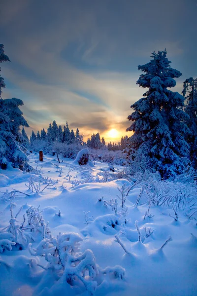 Foresta invernale in montagna — Foto Stock