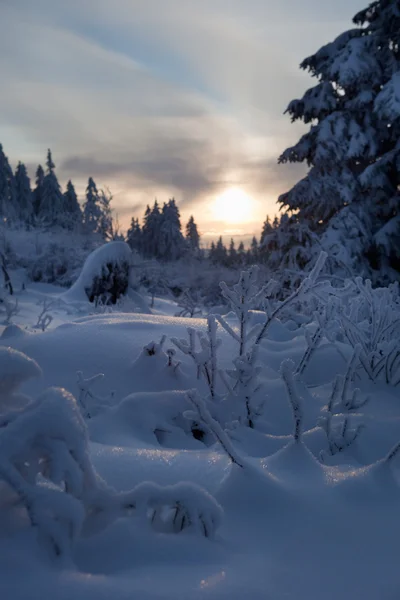 산악 지대의 겨울 숲 — 스톡 사진