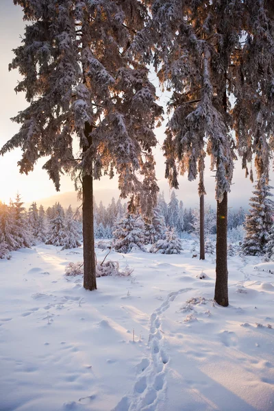 Dağlarda kış ormanı — Stok fotoğraf