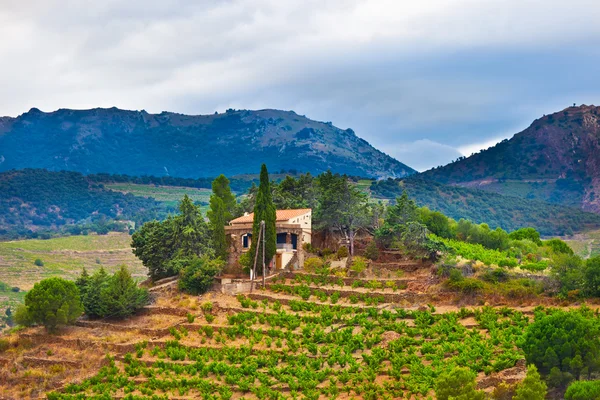 Frankrike, utsikt över vingårdar — Stockfoto