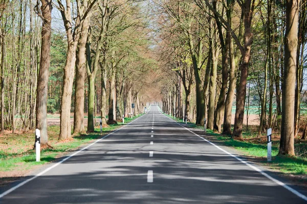 stock image Country road lined with trees