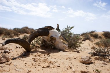 Skull in the desert clipart