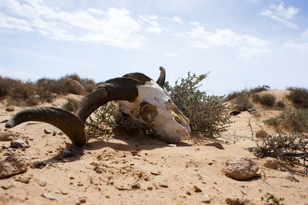 stock image Skull in the desert