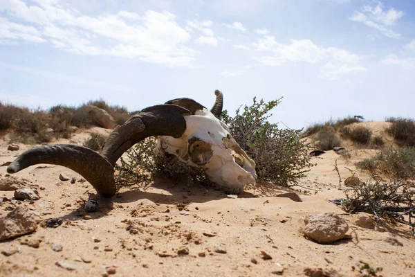 Lebka v poušti Royalty Free Stock Fotografie