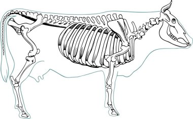 Skeleton of cow clipart