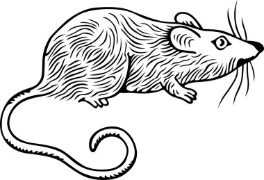 Grey rat clipart