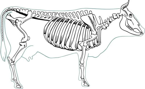 Esqueleto de vaca — Vector de stock