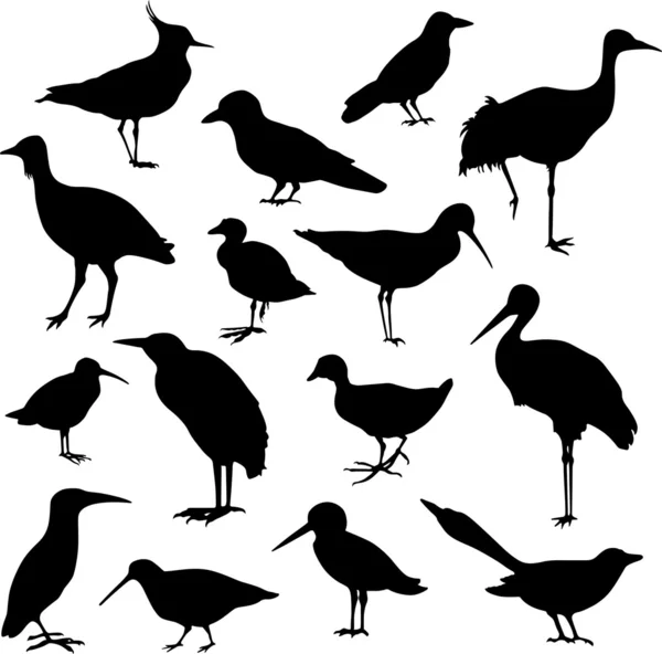 Ptáci, stojící — Stockový vektor