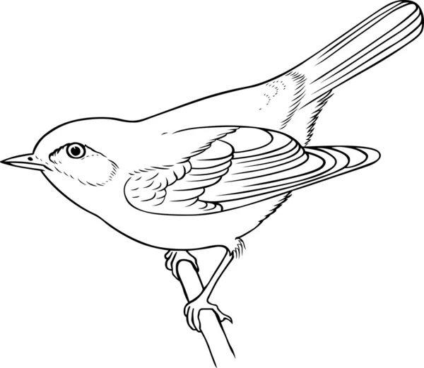 Vogel auf dem Ast — Stockvektor