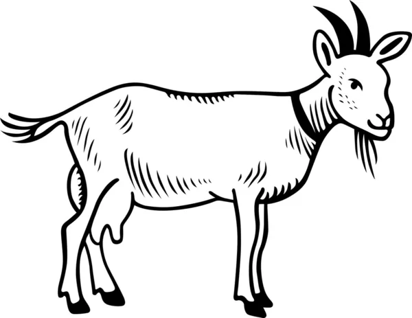 Goat domestic — Stock Vector