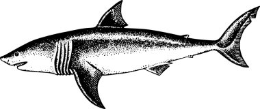 Great white shark clipart