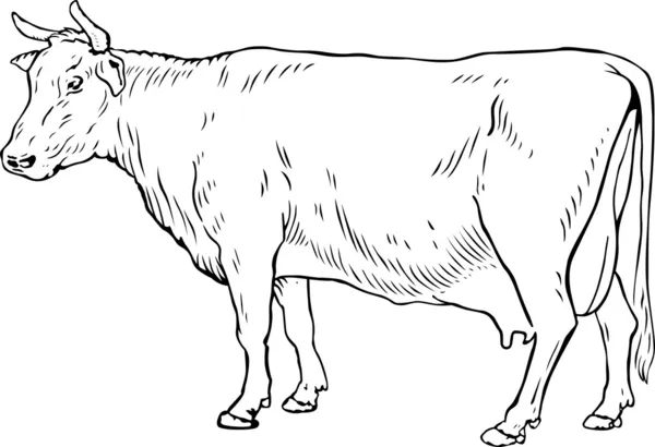 White cow — Stock Vector