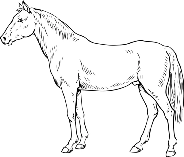 白马 — 图库矢量图片