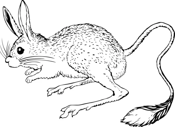 Είδος μικρού ποντικού — Διανυσματικό Αρχείο
