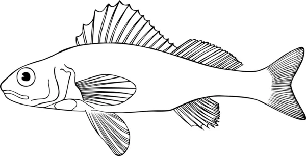 Velká ryba — Stockový vektor