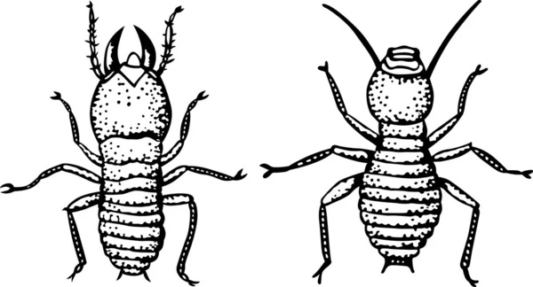 Beetles — Stock Vector