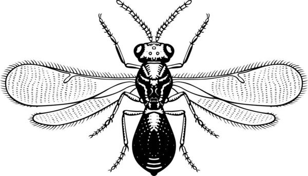 Grote Eyed Fly — Stockvector