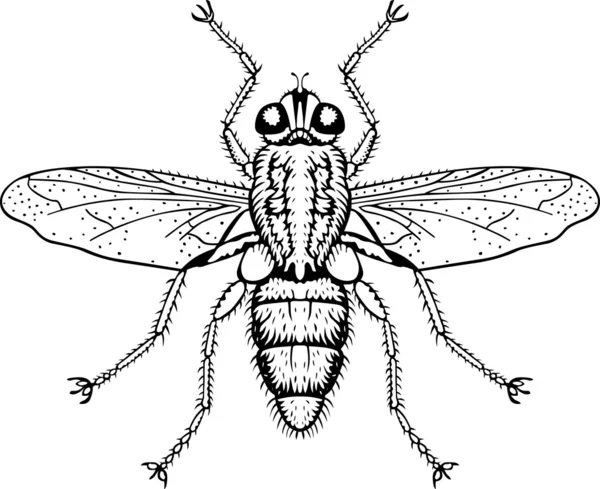 Büyük gözlü sinek — Stok Vektör