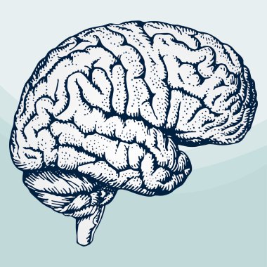 Human brain clipart