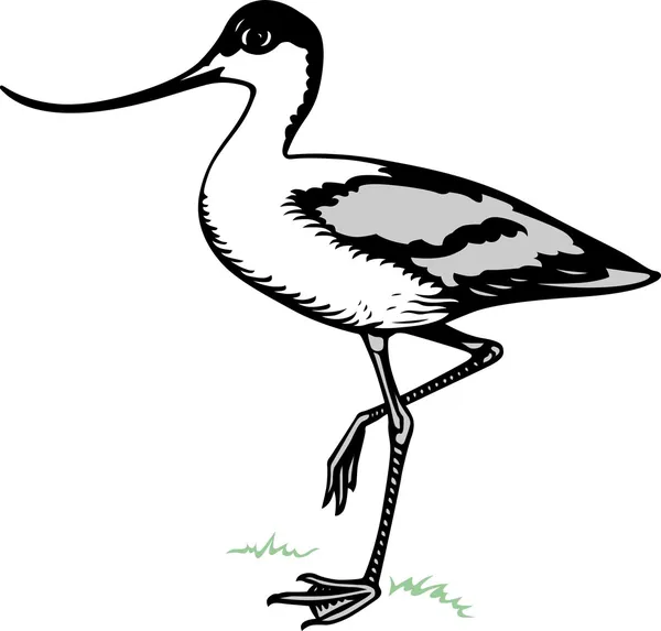 Uccello pied avocet — Vettoriale Stock