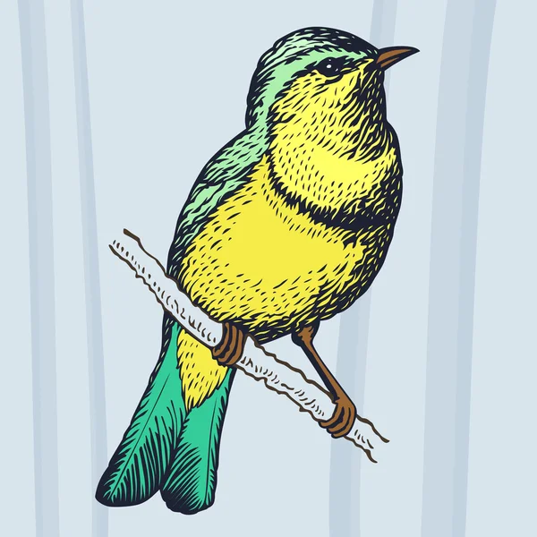Vektorové pták — Stockový vektor