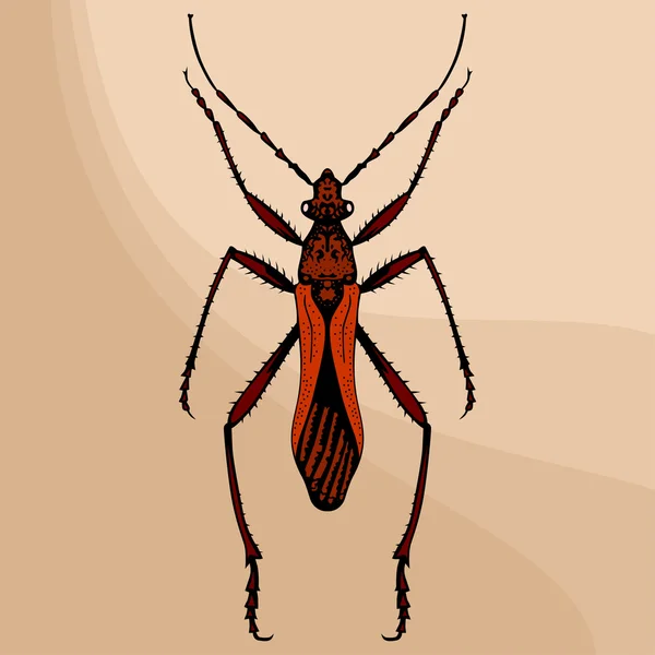 Escarabajo vectorial — Archivo Imágenes Vectoriales