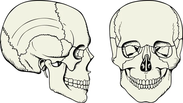 人类头骨 — 图库矢量图片