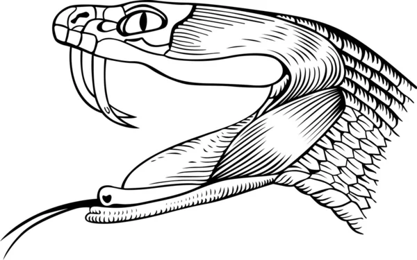 眼镜蛇的头部 — 图库矢量图片