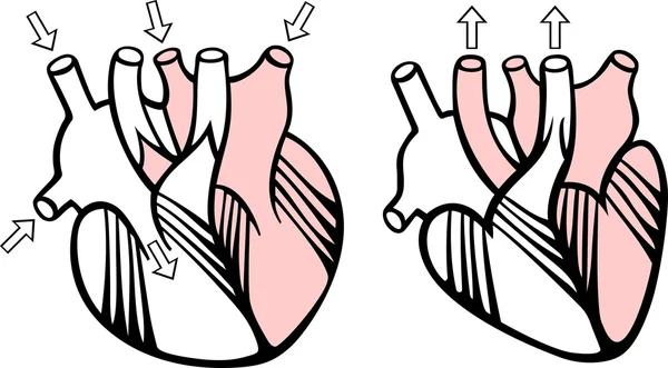 Человеческое сердце — стоковый вектор