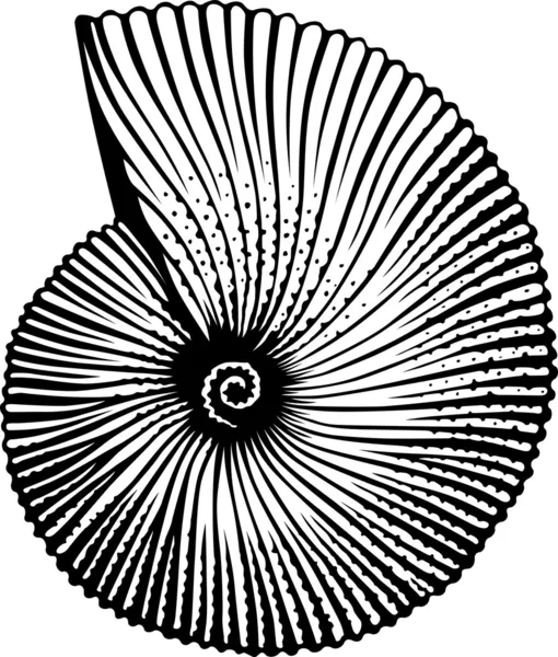 Cáscara marina — Archivo Imágenes Vectoriales