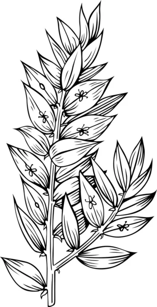 Rév rostlinová Klados — Stockový vektor