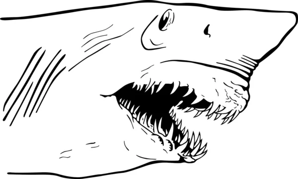 Mandíbula de tiburón — Vector de stock