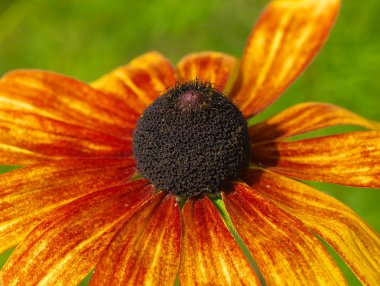 Funny rudbeckia clipart