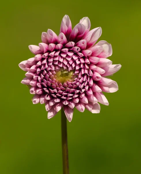 stock image Dahlia on green background.