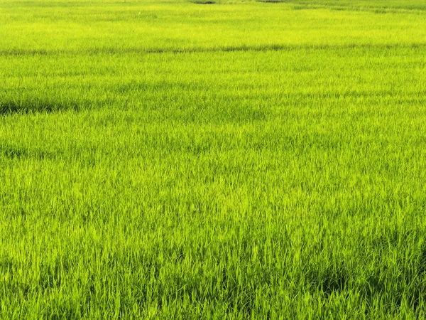 稻田 — 图库照片