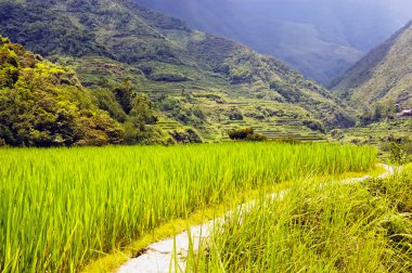 Rice Field clipart