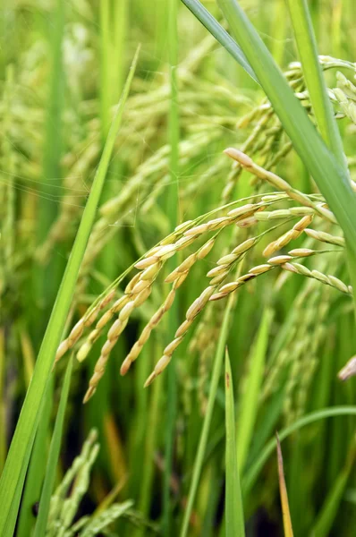 水稻秸秆 — 图库照片
