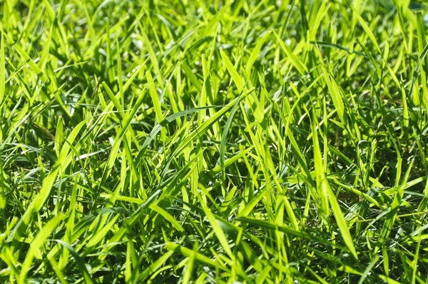 백라이트 잔디 — 스톡 사진