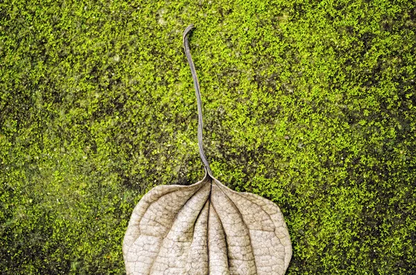 Мятный лист на мохе — стоковое фото
